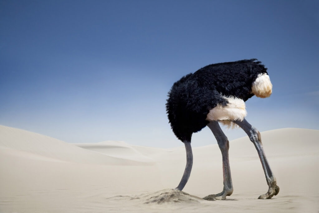 Ostrich head in the sand